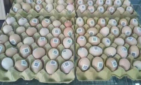 雞蛋二維碼質量可追溯性係統價格多少？