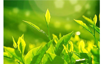 茶葉黄瓜视频免费在线观看溯源係統具有哪些優勢價值?