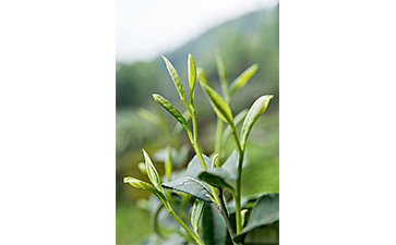茶葉二維碼黄瓜视频免费在线观看標簽可以帶來哪些優勢價值已經特點?
